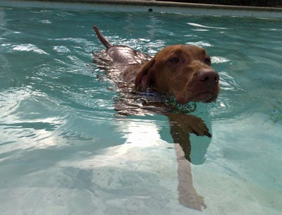 Cute Dog Swimming In Clear Water