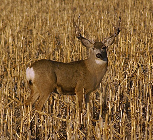 Deer Hunting
