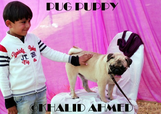 Pug Puppy-so silky