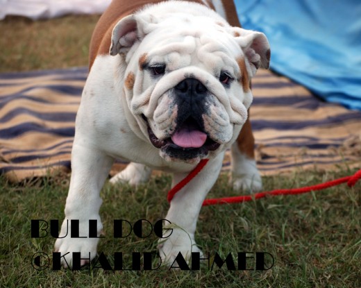 Bulldog