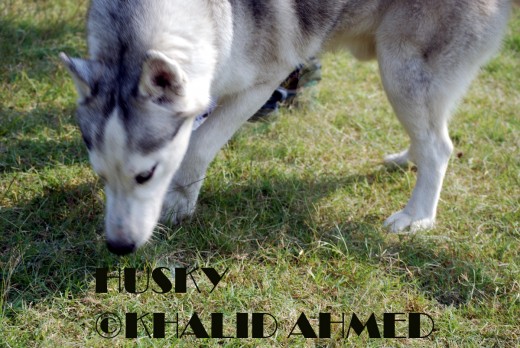 Husky