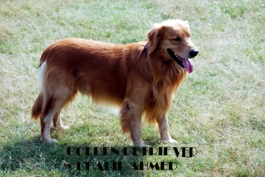 Retriever