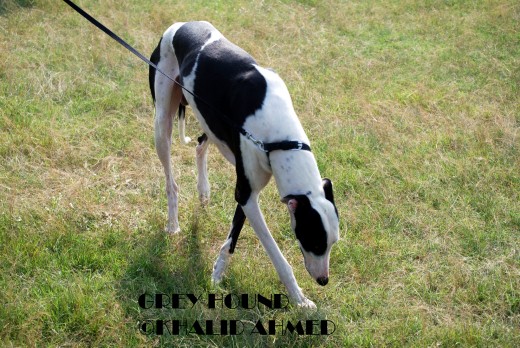 Grey Hound