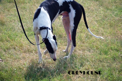 Hound