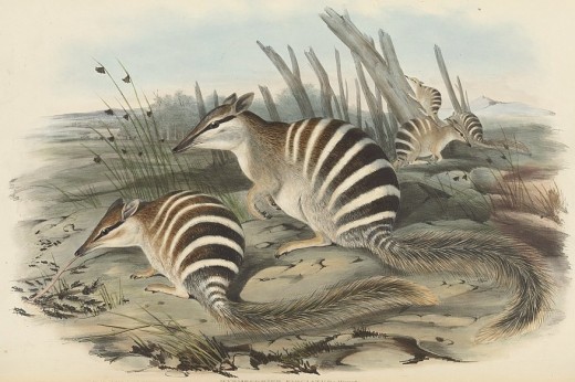 Illustration of Numbats in 1845 publication "Mammals of Australia"