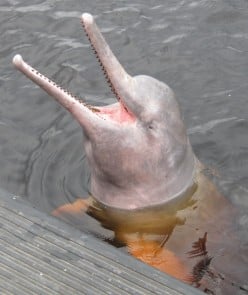 River Dolphins of the World