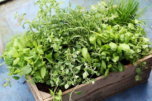 Even a small tub of herbs can provide many health benefits for you and your family. 