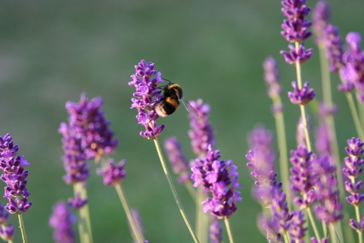 Lavender flowers are well loved by bees and have excellent relaxant properties.
