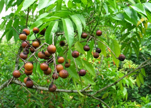 Ripe soap berries on a tree in India