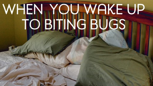 Are You Being Eaten by Invisible Bugs? Are You Being Eaten by Invisible Bugs?