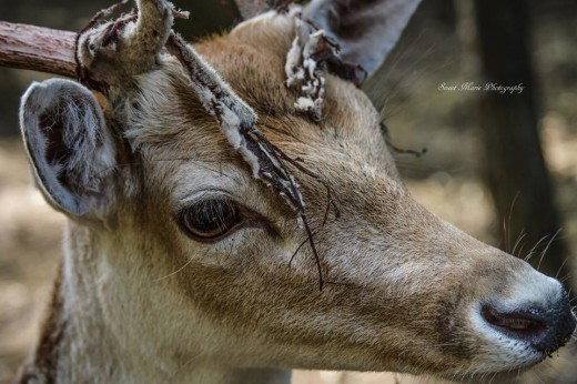 Fallow Buck at Black Saddle Ranch