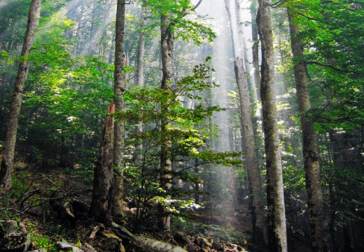 Biogradska forest in Montenegro