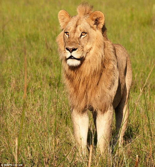Maned Lioness