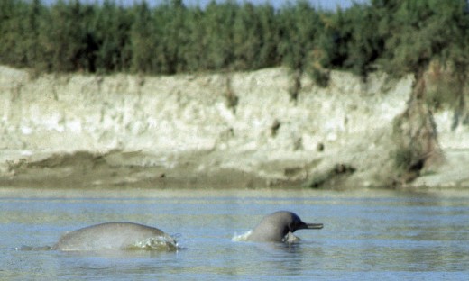 Two Indus River dolphin calves trapped in canal