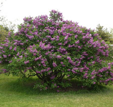 A blooming lilac bush