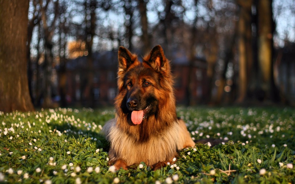 German Shepherd The Ancestor of Seven Other Dog Breeds