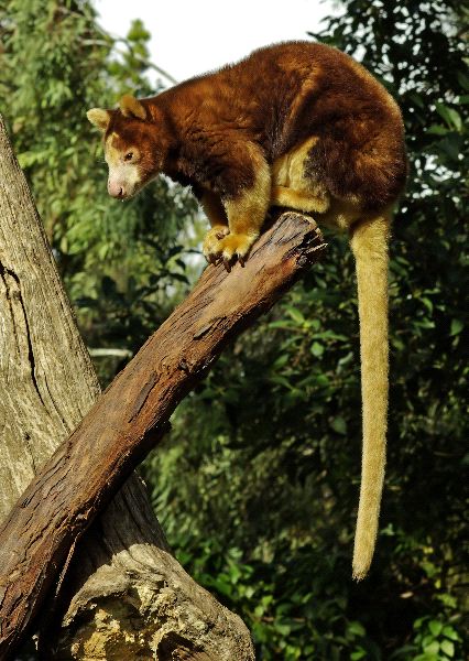 Tree kangaroo