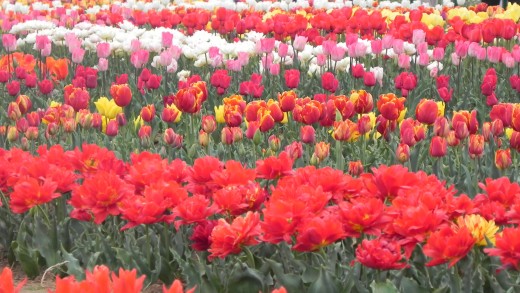 The Tulip Garden in Kashmir.