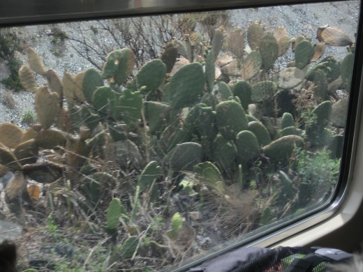 Kinda blurry, but this shows the plant life we were around when we left.