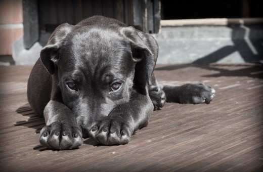 How To Train And Love A Cane Corso Pethelpful