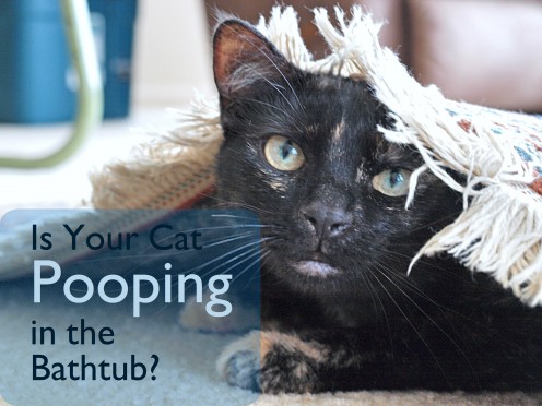 Is Your Cat Pooping in the Bathtub or Shower? Is Your Cat Pooping in the Bathtub or Shower?
