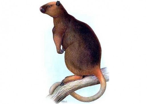 Wondiwoi Tree Kangaroo