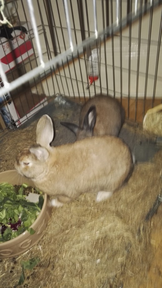 Ron tucking into dinner with Bramble behind him