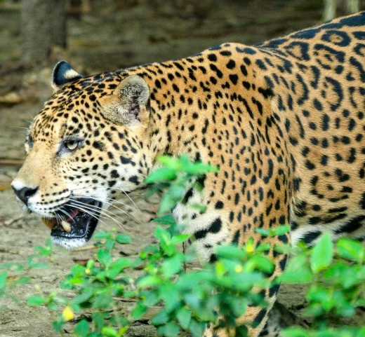  Leopards are caged at Aluxes Ecoparque