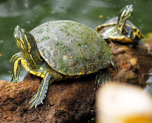 A turtle traffic jam!