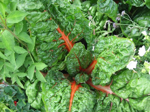 Swiss chard and weeds - just like in my little garden