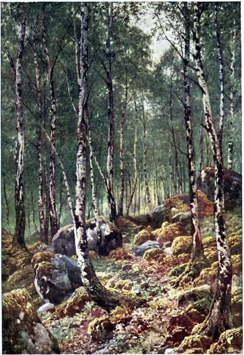 Floresta de Birchwood, uma ilustração de Sutton Palmer, 1904.