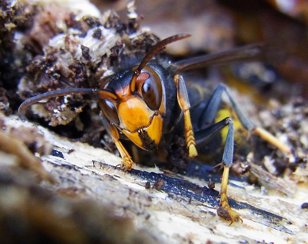 The face of an Asian hornet or predatory wasp that was observed hiding under bark in France