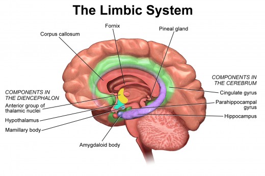 A closer look at the limbic system.