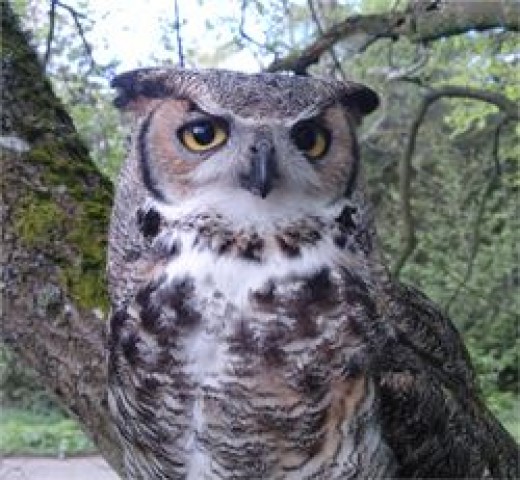 Big Horned Owl Diet