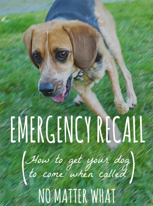 Emergency Recall Training for Dogs PetHelpful
