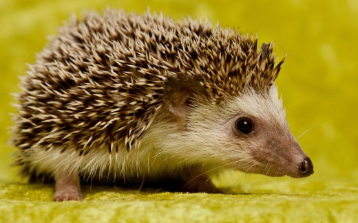 Intriguing Picture of a Hedge Hog