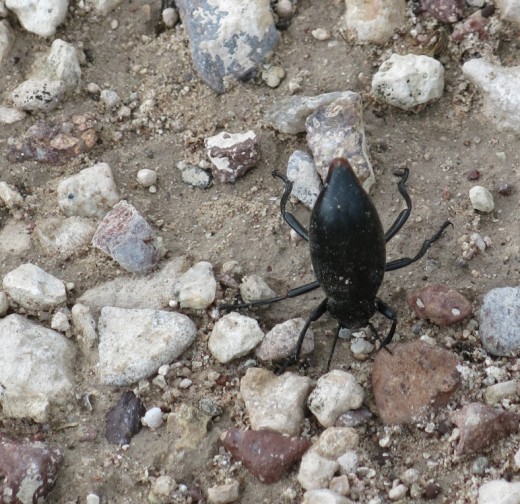A Beetle Standing on its Head