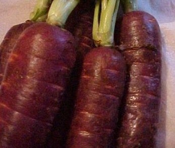Purple carrots 