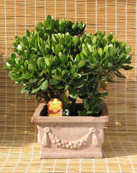 Jade plant, also called "Friendship Tree" 