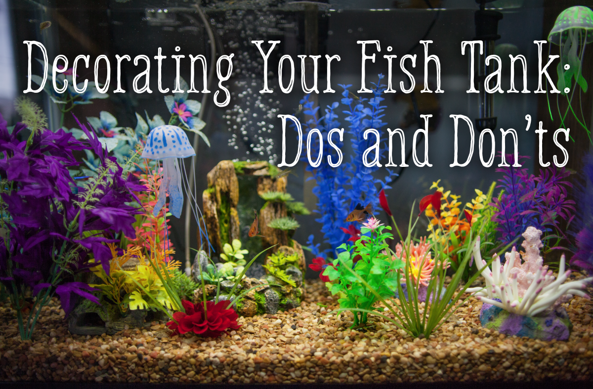 toys in fish tank