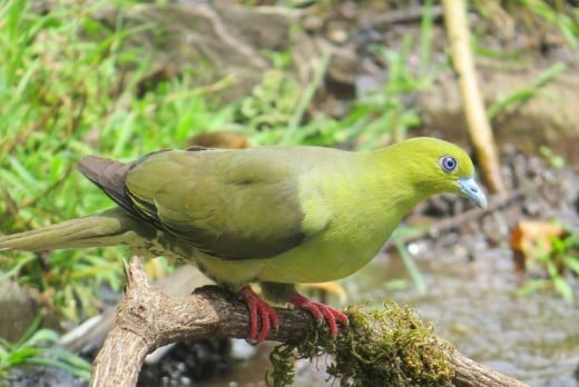 wedge Tailed Green Pigeon