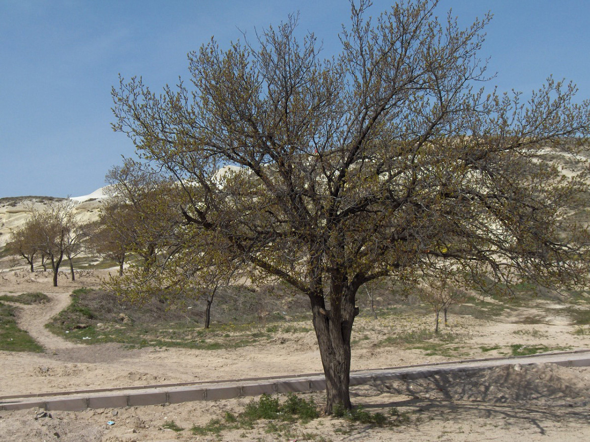 An Apricot Tree in Turkey