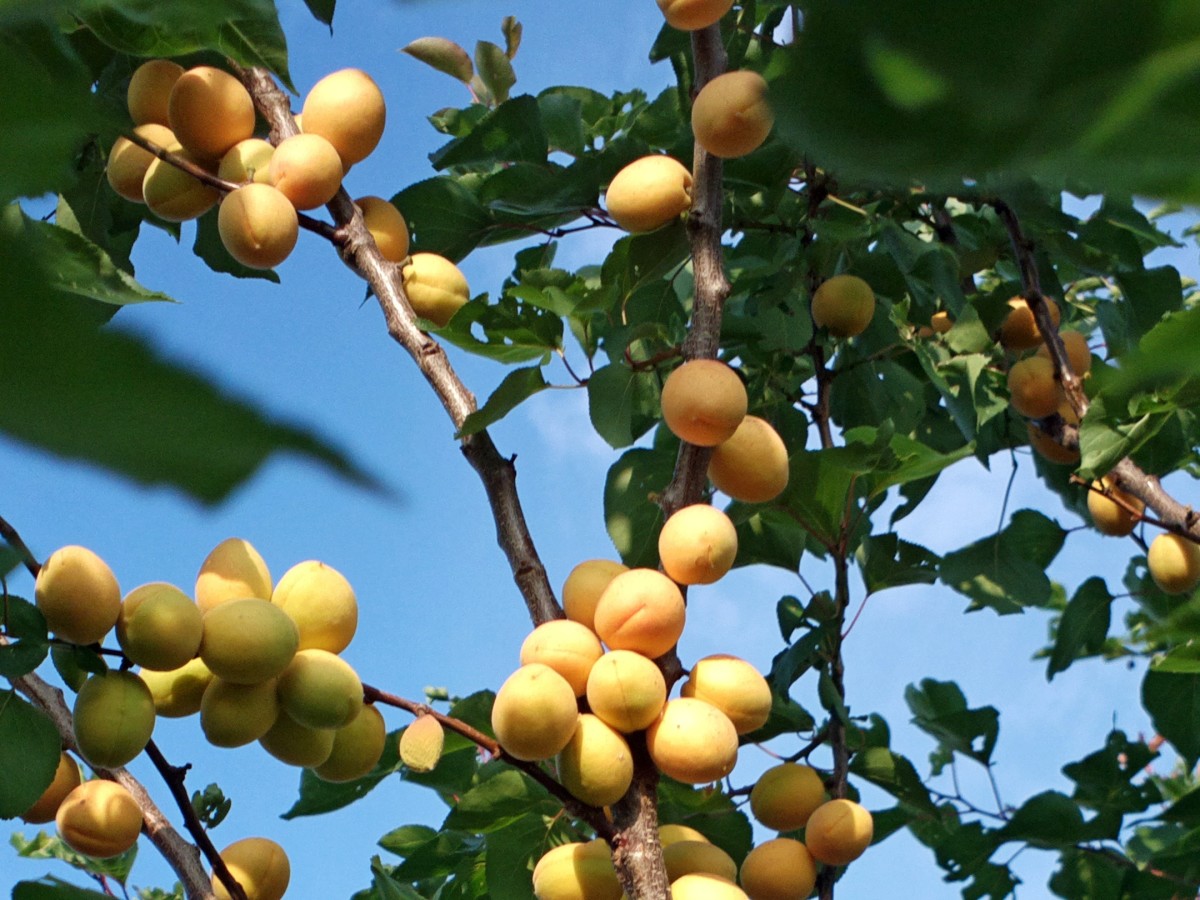 Maturing Apricot Fruits