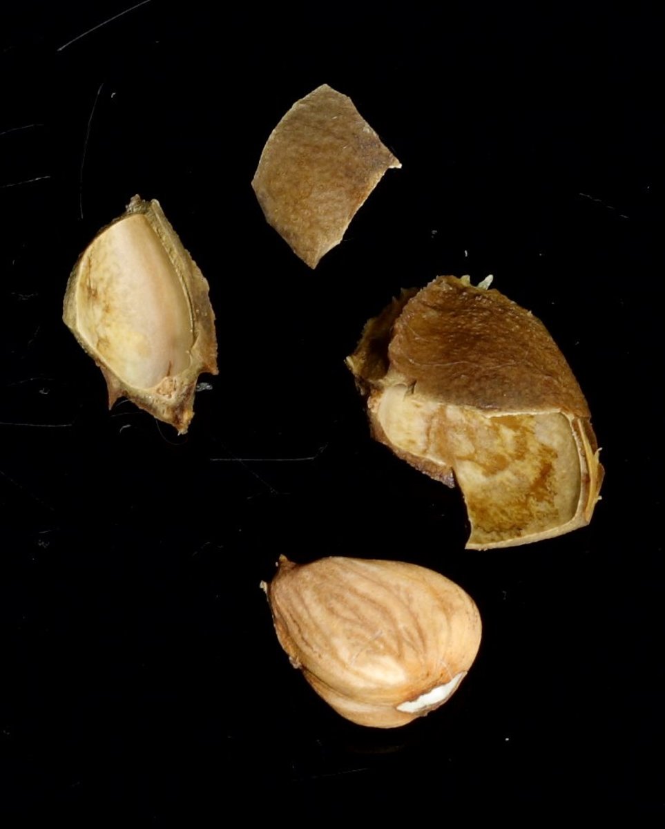 The broken seed and kernel of an apricot 
