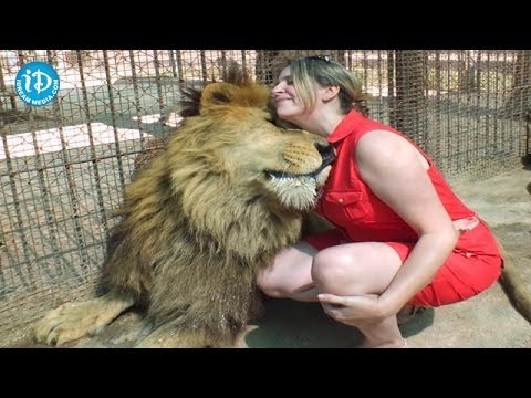 Aw....contrary to public opinion Lions are NOT DANGEROUS!