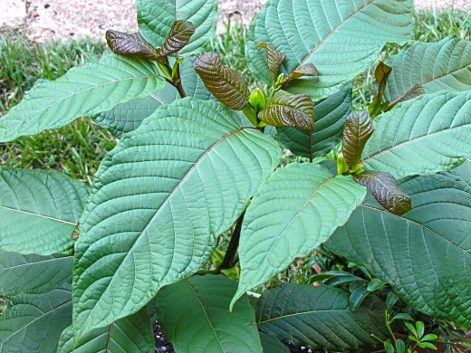 Kratom Tree