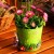 Spring flowers in a colorful container.
