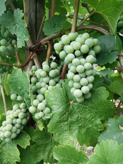 Grape Seed Oil comes from grapes