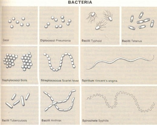 Types of Bacteria