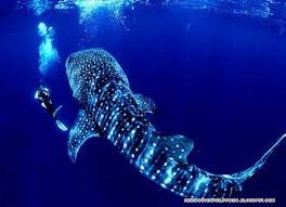 Whale watching in Oslob